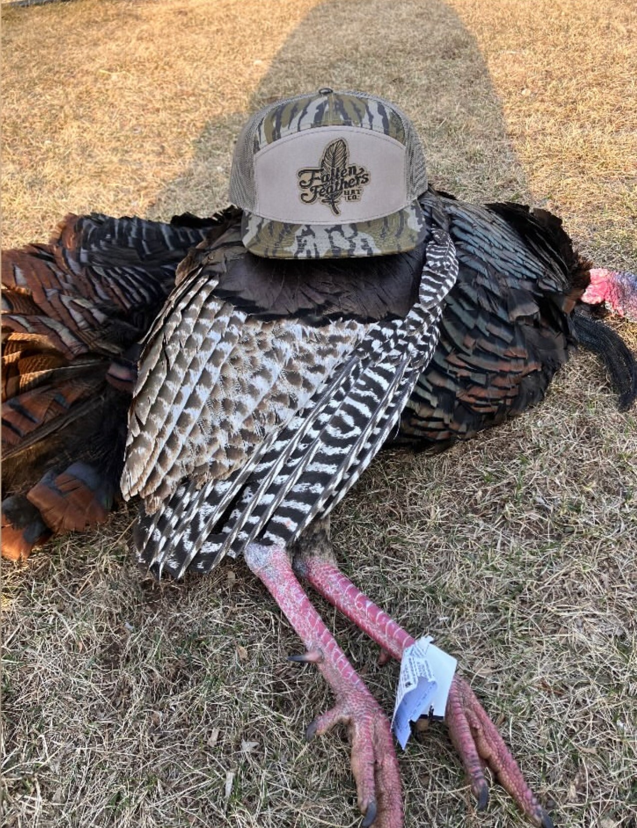 The Feather - Bottomland Edition